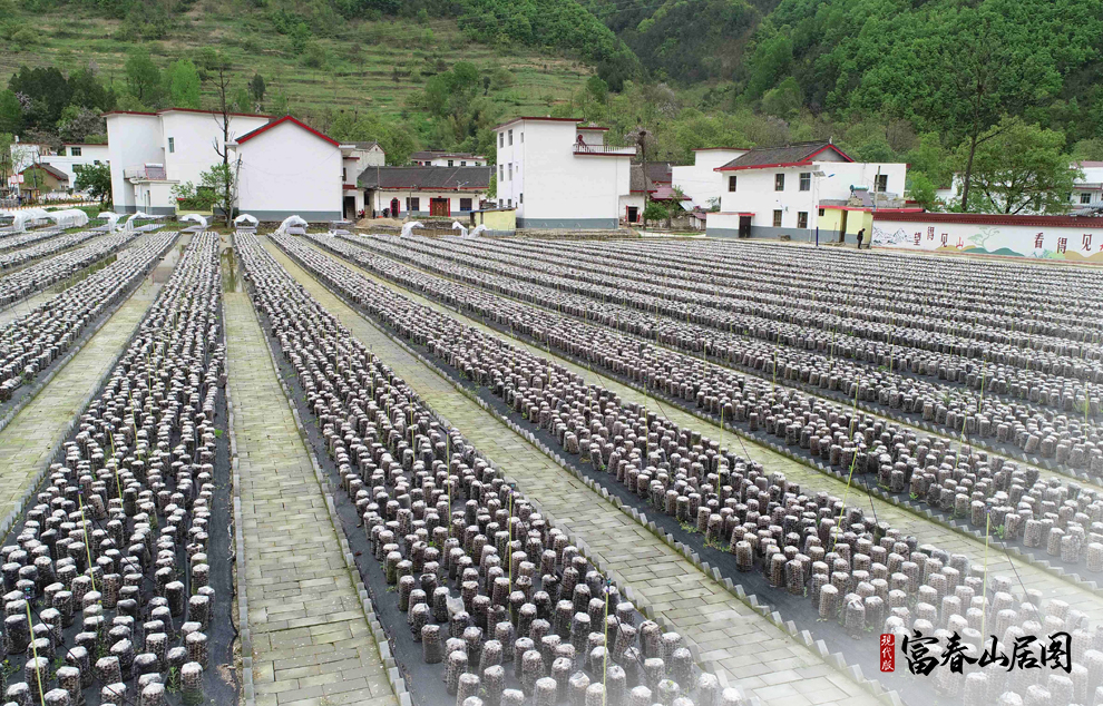 这是2020年4月21日拍摄的柞水县小岭镇金米村的地栽木耳(无人机照片)。