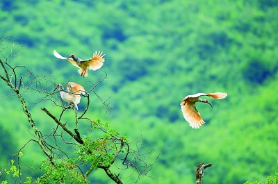 ����è���ҹ�԰��������ϡҰ����ֲ���������