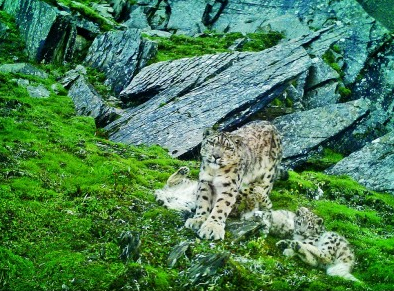 ����è���ҹ�԰��������ϡҰ����ֲ���������