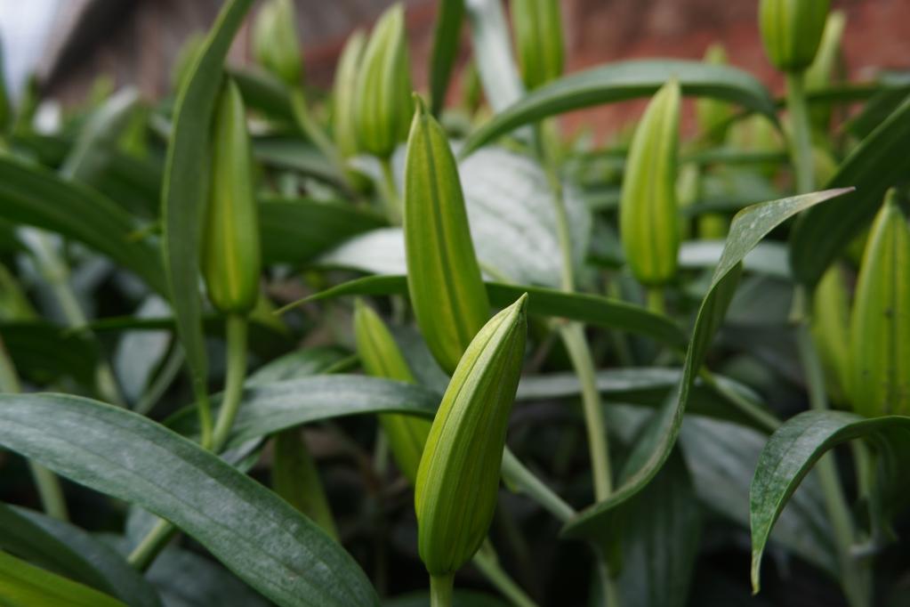 1��18�գ�����ٴ�Ļ��ܴ����ں������ŵİٺϻ����»������ �佭�� ��