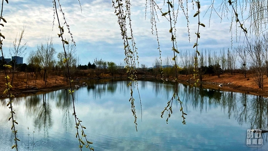 △公园内的柳树刚刚抽出新叶。(总台央视记者程铖拍摄)