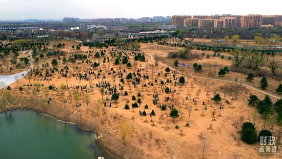 △当天的义务植树现场。(总台央视记者张宇、赵鹏拍摄)