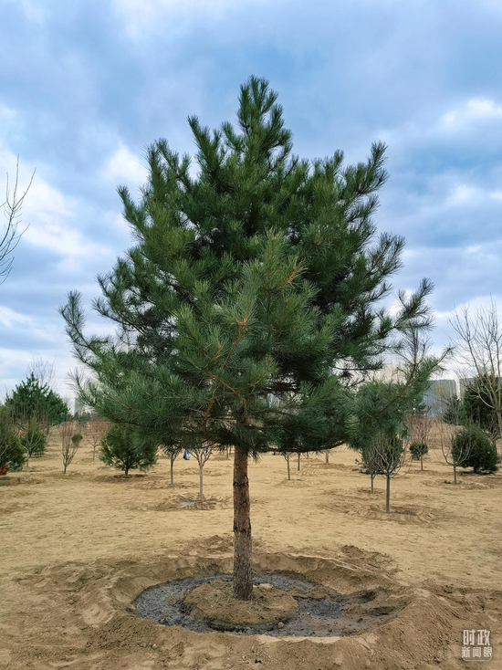 △这是总书记当天种下的油松。(总台央视记者石丞拍摄)