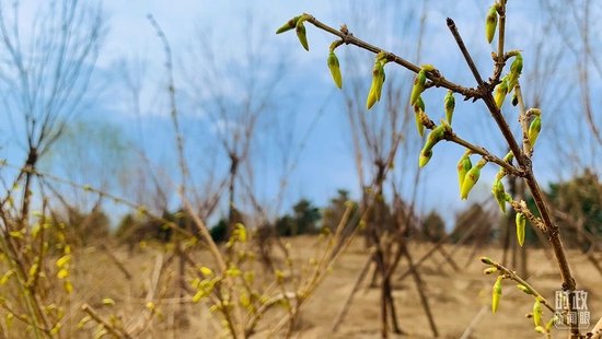 △连翘。(总台央视记者范一鸣拍摄)