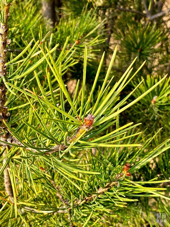 △白皮松。(总台央视记者李辉拍摄)