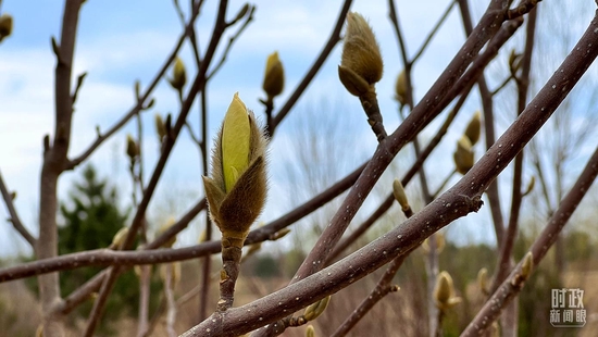 △玉兰。(总台央视记者杨新禹拍摄)