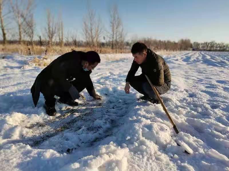 图为九师农(畜)科学研究所工作人员在冬小麦田查看返青和墒情情况(苟汇敏 摄)