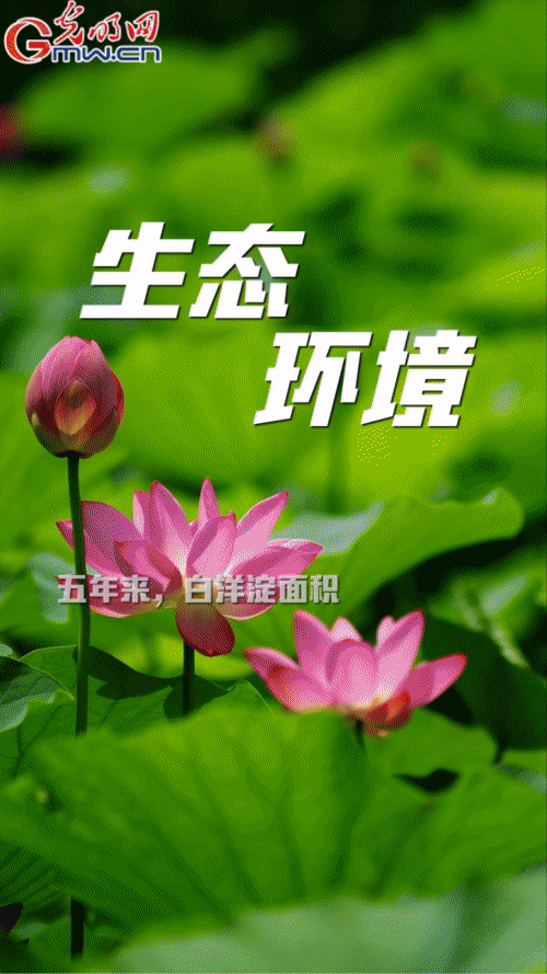 【“动”漫海报】雄安新区:五年奋进加速蝶变 未来之城欣欣向荣