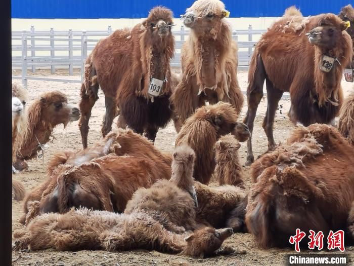 ʮ@ÿһܶ㡿ɹű߾¸·450ĸա桱ڱС