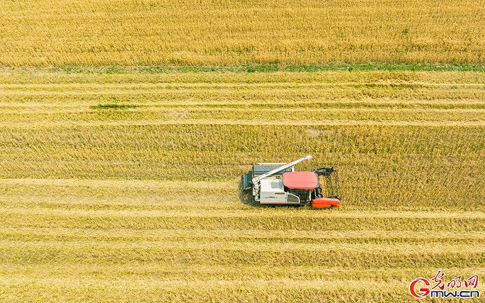 【颗粒归仓】组图丨喜看麦田千层浪 又到夏粮好“丰景”