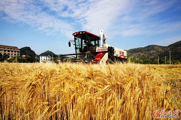 【颗粒归仓】组图丨喜看麦田千层浪 又到夏粮好“丰景”