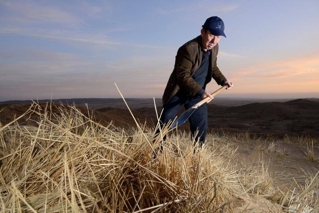 2013年11月19日,王有德在毛乌素沙漠边缘扎草方格。新华社记者王鹏摄