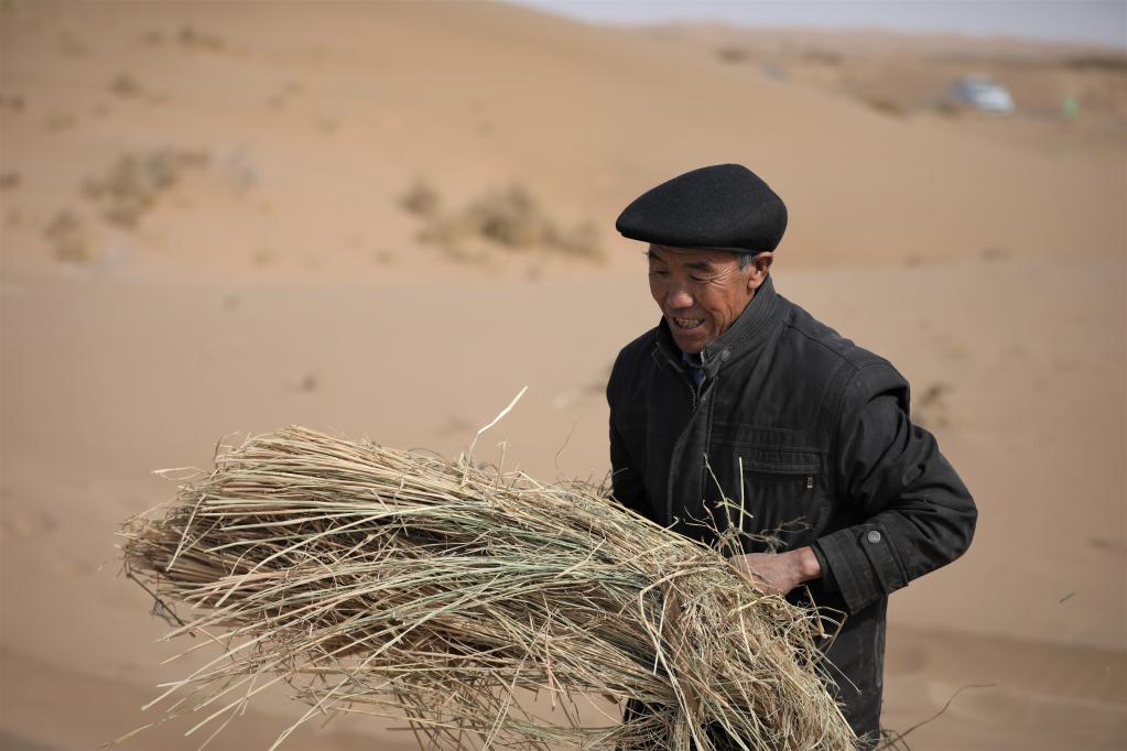2020年3月5日,在古浪县北部沙区旱麻岗治沙点,郭万刚在扎草方格压沙。新华社发(马希平摄)