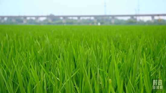 △永丰村的高标准农田。(总台央视记者黎兵拍摄)