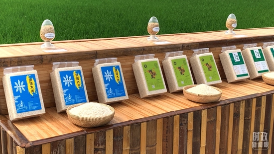 △永丰村出产的各类大米及其稻种。(总台央视记者马超拍摄)