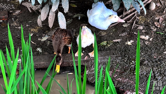 △永丰村的鸭稻共作生产模式。(总台央视记者杨新禹拍摄)