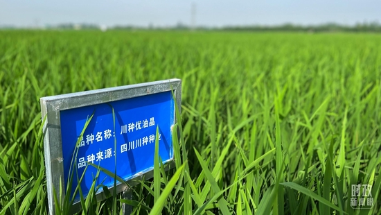 △永丰村内的试验田。(总台央视记者邢彬拍摄)