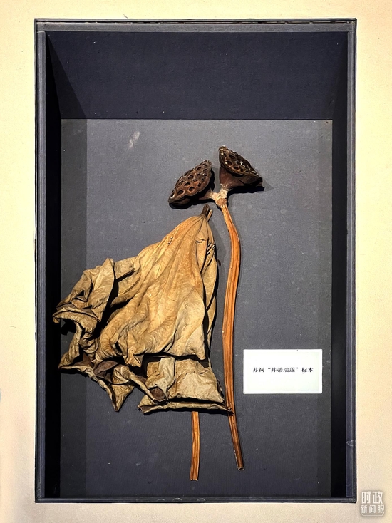 △三苏祠内象征兄弟同心的“并蒂瑞莲”。(总台央视记者杨新禹拍摄)