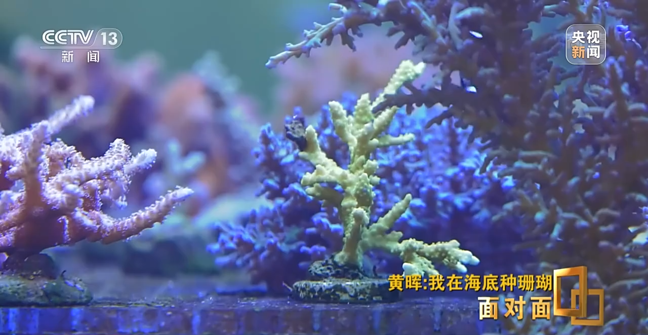 面对面丨“珊瑚妈妈”黄晖:种出一片“海底森林”
