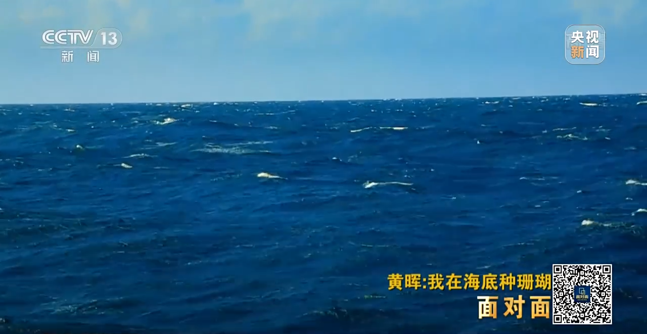 面对面丨“珊瑚妈妈”黄晖:种出一片“海底森林”