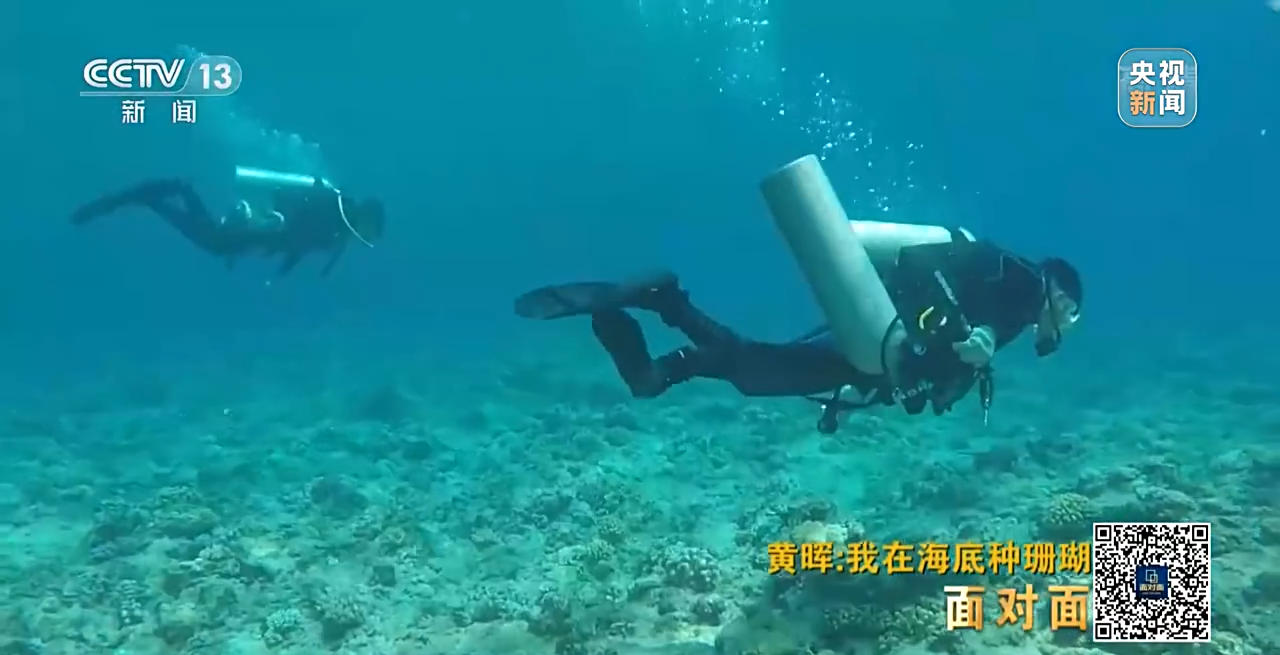 面对面丨“珊瑚妈妈”黄晖:种出一片“海底森林”