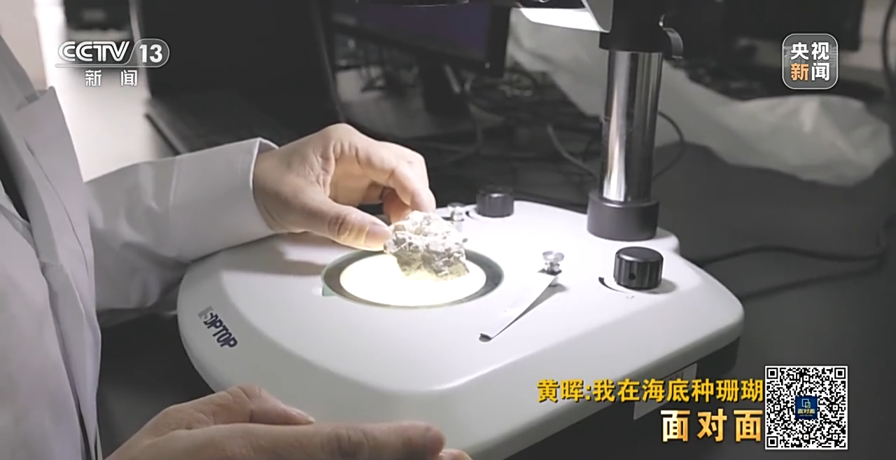 面对面丨“珊瑚妈妈”黄晖:种出一片“海底森林”