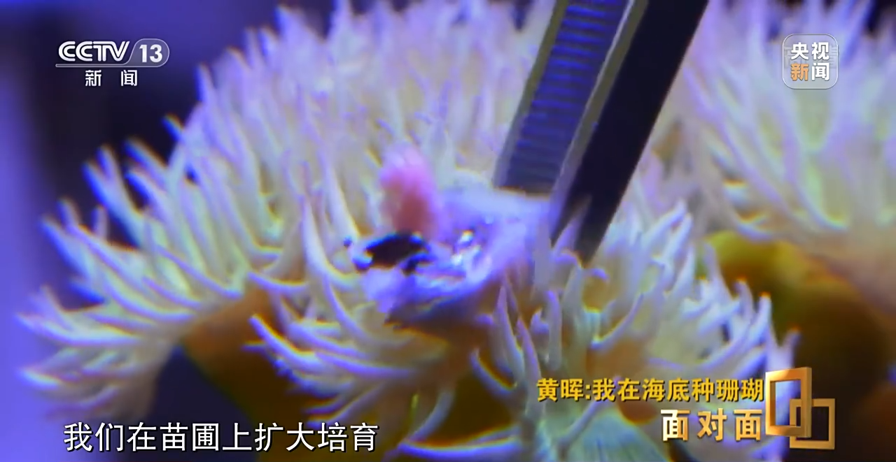 面对面丨“珊瑚妈妈”黄晖:种出一片“海底森林”