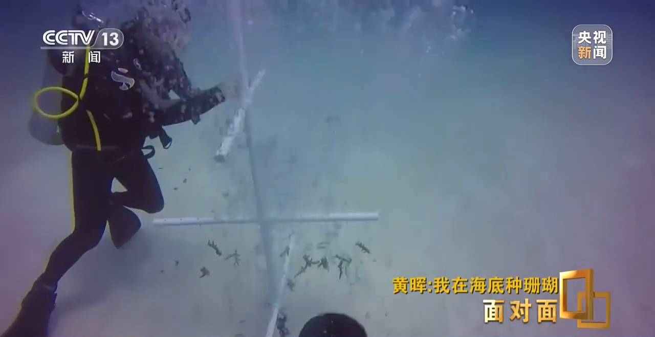 面对面丨“珊瑚妈妈”黄晖:种出一片“海底森林”