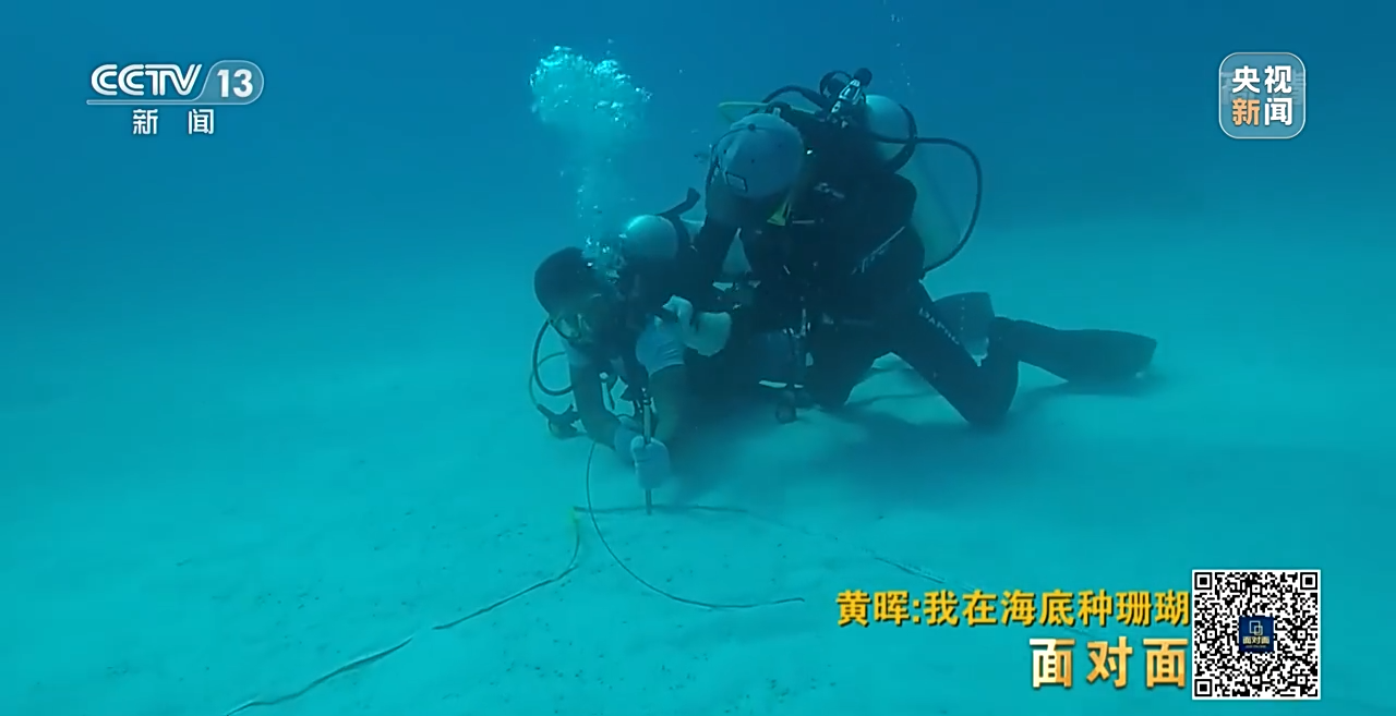 面对面丨“珊瑚妈妈”黄晖:种出一片“海底森林”