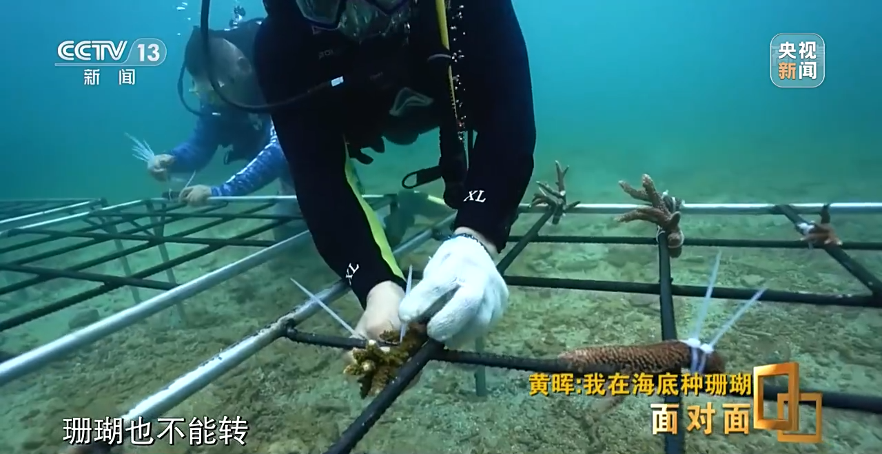 面对面丨“珊瑚妈妈”黄晖:种出一片“海底森林”