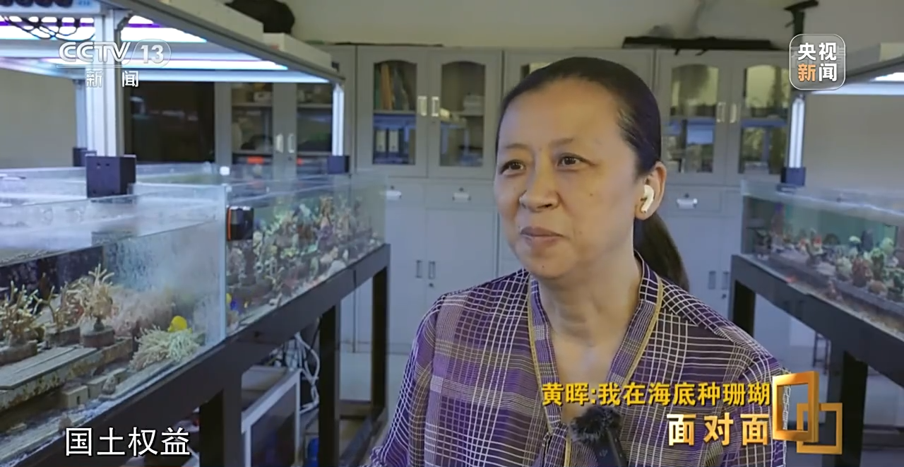 面对面丨“珊瑚妈妈”黄晖:种出一片“海底森林”