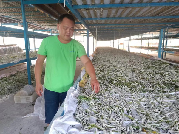 郭高奎正在疏蚕。张雪莲摄