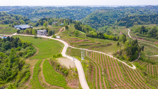 蚕桑种植基地鸟瞰图。中敖镇产业办供图