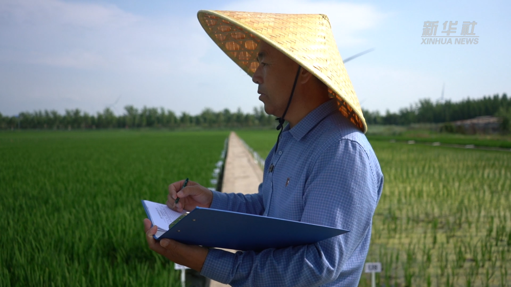 新华视点|一粒种 一颗“芯”