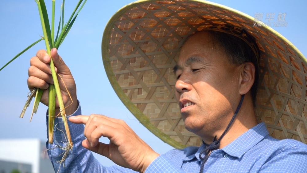 新华视点|一粒种 一颗“芯”