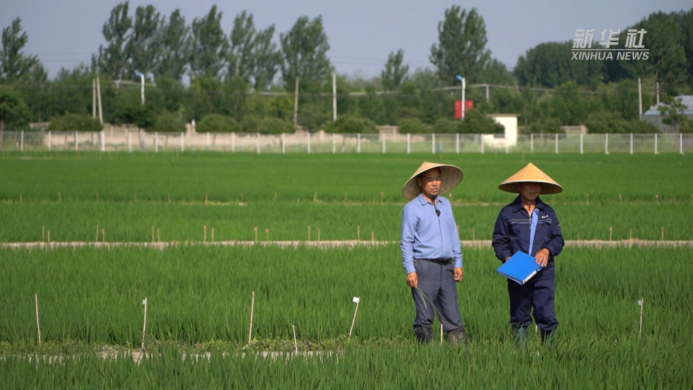 新华视点|一粒种 一颗“芯”