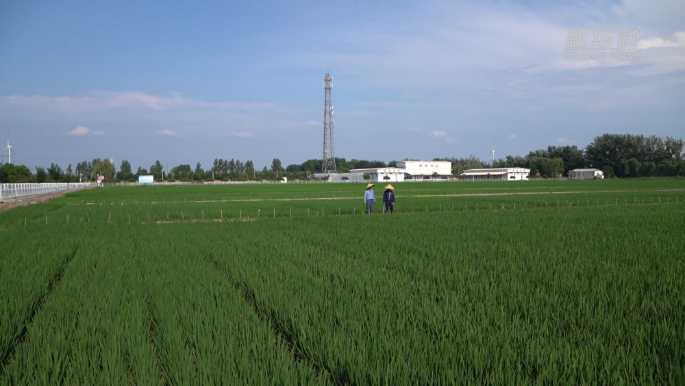 新华视点|一粒种 一颗“芯”