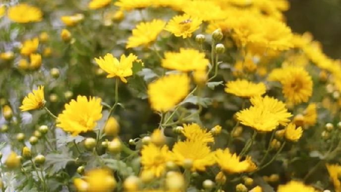 【网络中国节】四大名著里的重阳故事,你了解吗?