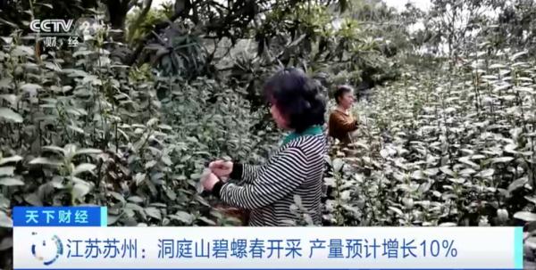 “洞庭碧螺春”上新了!今年产量预计增长10%