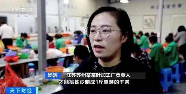 “洞庭碧螺春”上新了!今年产量预计增长10%