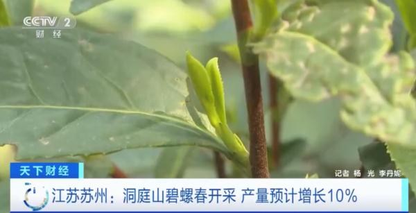“洞庭碧螺春”上新了!今年产量预计增长10%