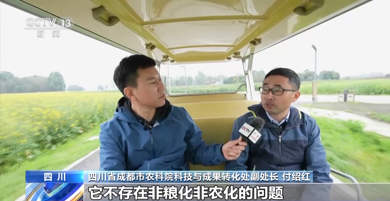 一线调研丨四川:小油菜串起大产业