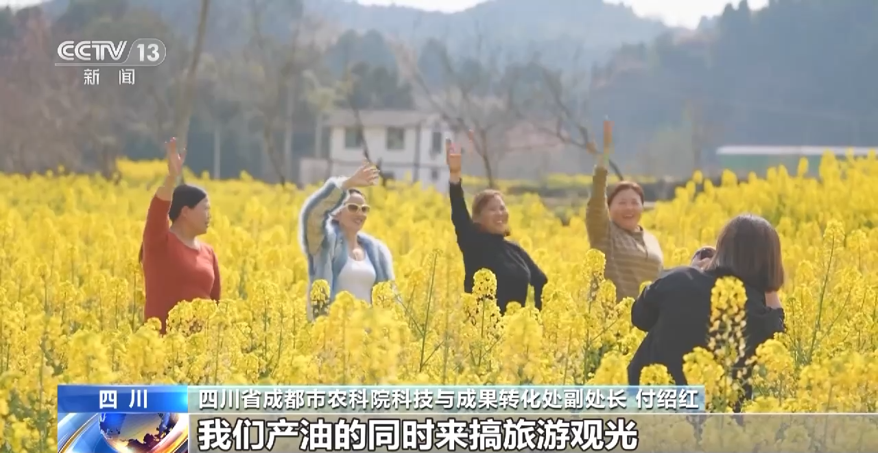 一线调研丨四川:小油菜串起大产业