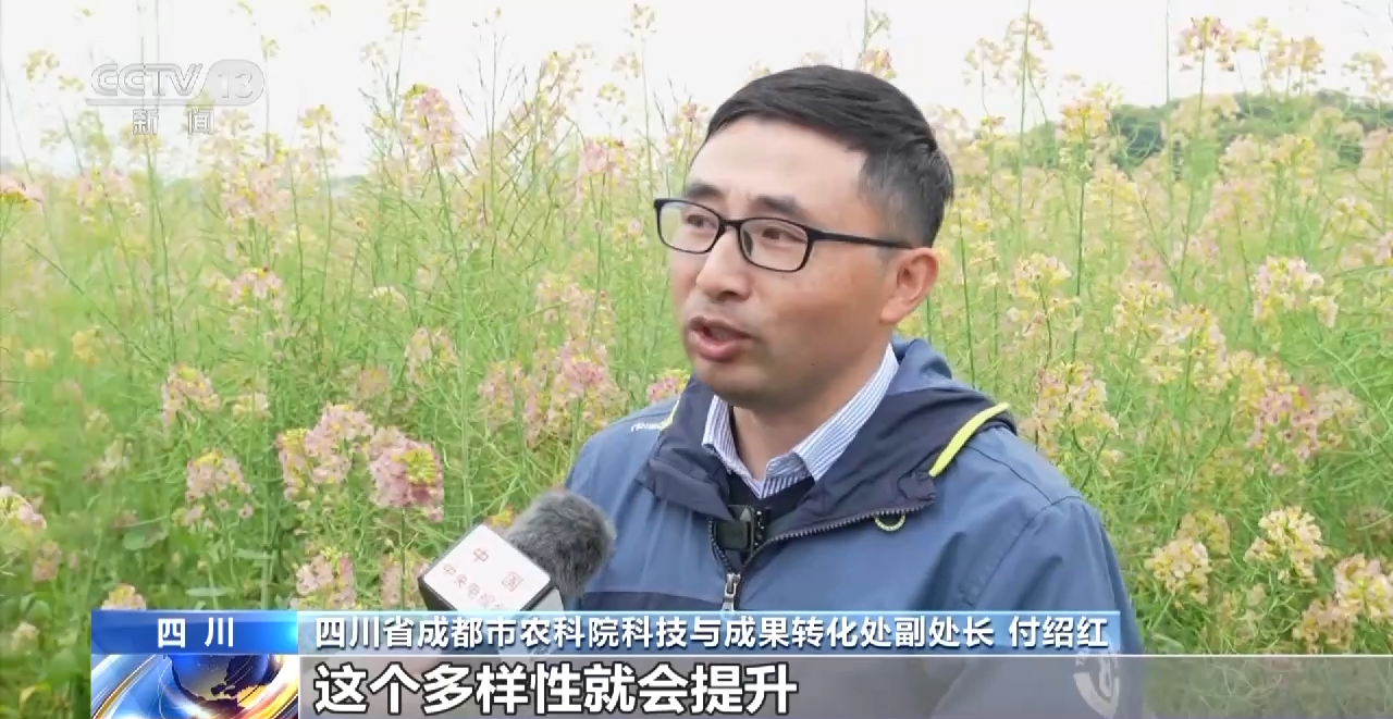 一线调研丨四川:小油菜串起大产业
