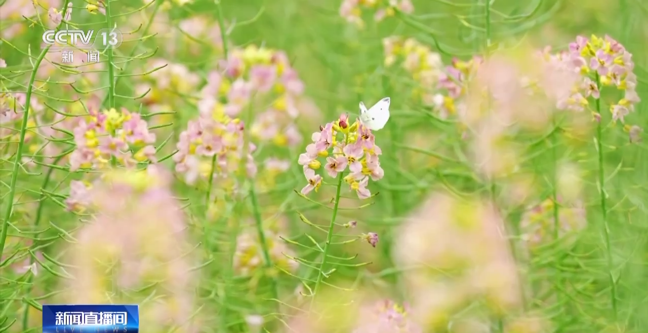 一线调研丨四川:小油菜串起大产业