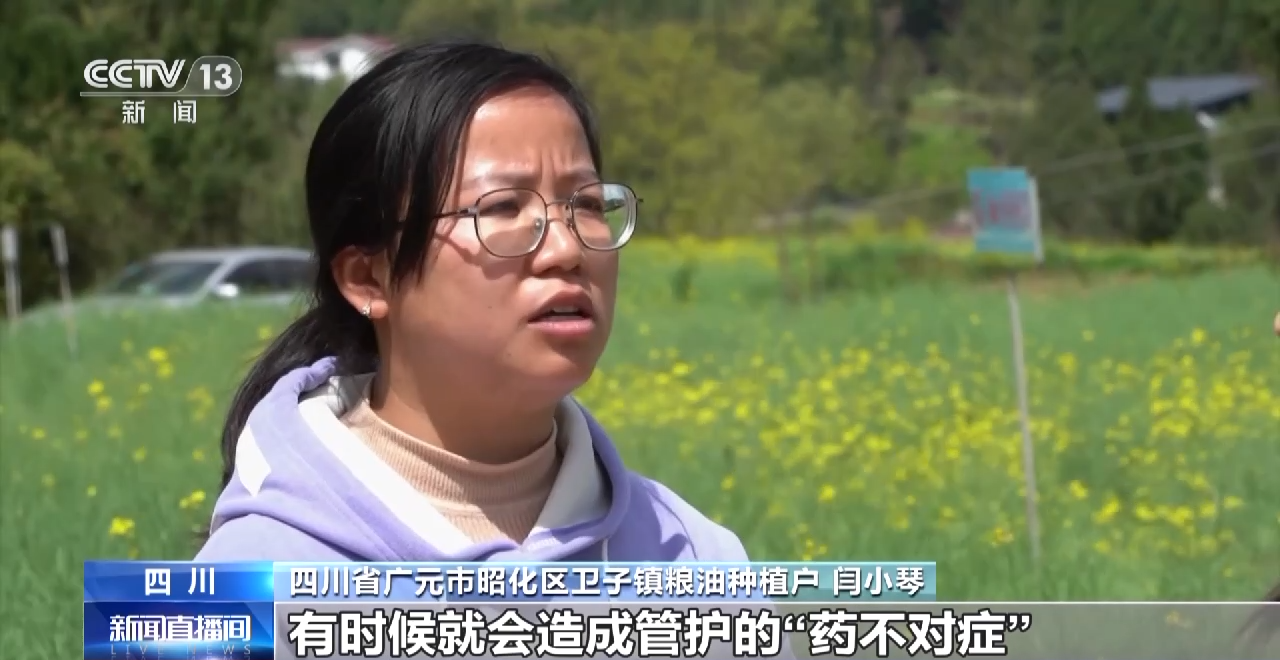 一线调研丨四川:小油菜串起大产业