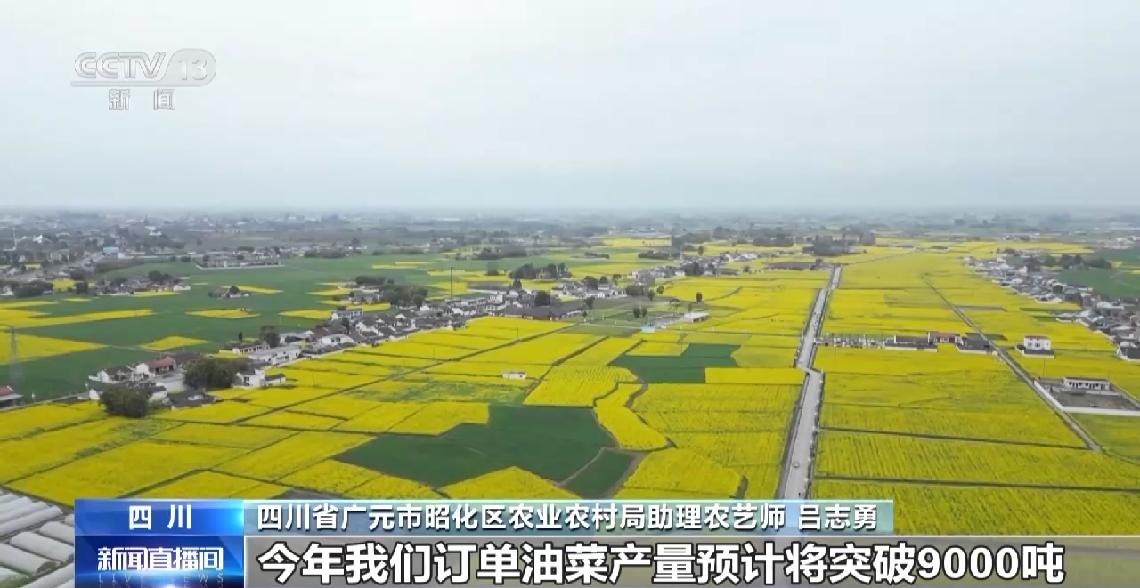 一线调研丨四川:小油菜串起大产业