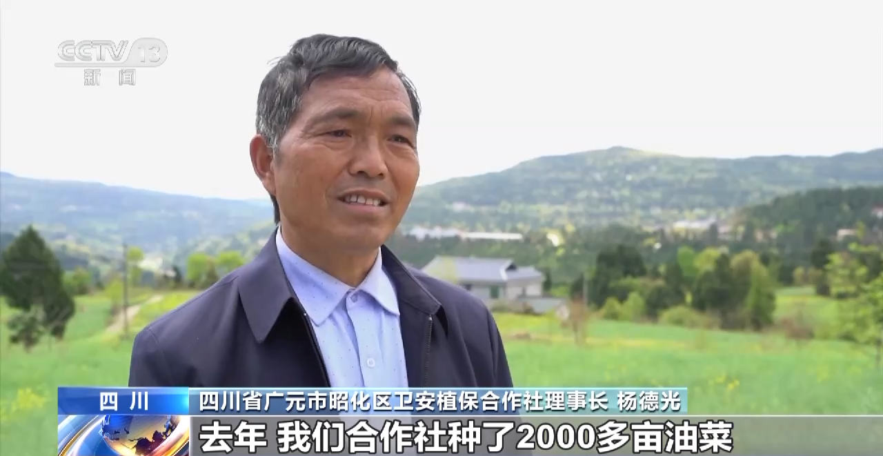 一线调研丨四川:小油菜串起大产业