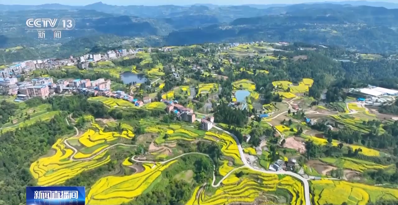 一线调研丨四川:小油菜串起大产业