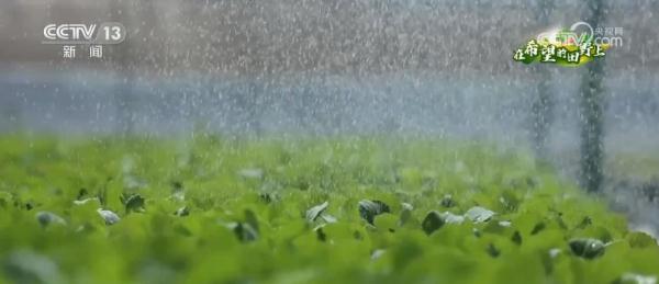 果蔬育苗“工厂化” 产销两旺助增收